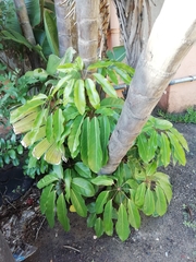 Heptapleurum actinophyllum