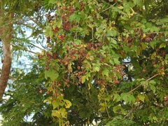 Serjania cardiospermoides