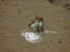 Neographium agesilaus