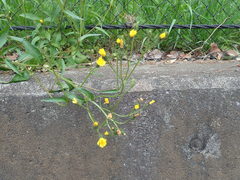 Picris japonica