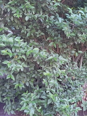 Magnoliopsida