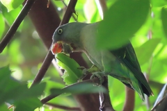 Psittinus cyanurus
