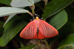 Arctioblepsis rubida