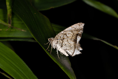 Oxymacaria temeraria