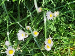Bellis perennis