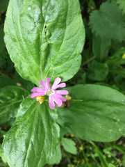 Silene dioica
