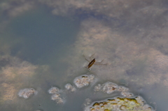 Gerris gracilicornis