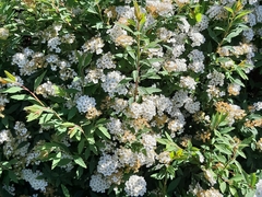 Magnoliopsida
