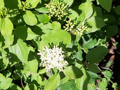 Cornus sanguinea
