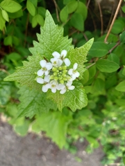 Alliaria petiolata