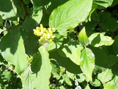 Cornus sanguinea