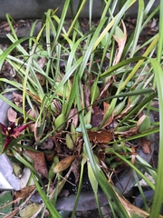 Maxillaria tenuifolia