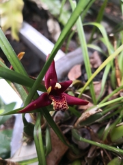 Maxillaria tenuifolia