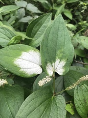 Saururus chinensis