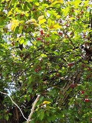 Magnoliopsida