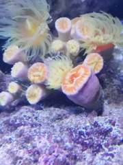 Isozoanthus capensis