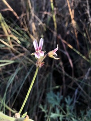 Pelargonium dolomiticum