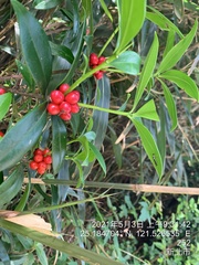 Daphne kiusiana