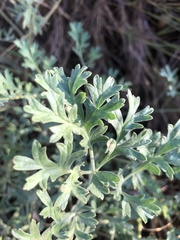 Pelargonium dolomiticum