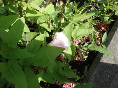 Calystegia hederacea