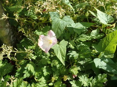 Calystegia hederacea