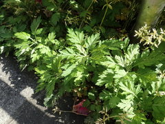 Artemisia princeps: Herkunft und Verwendung — Foto 2