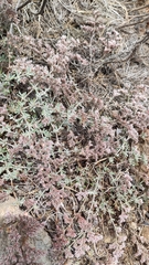 Polycarpaea aristata