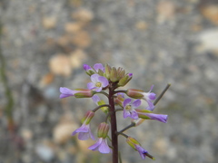 Boechera divaricarpa