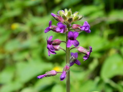 Boechera sparsiflora