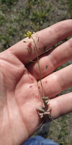 Woodland draba (Draba nemorosa)