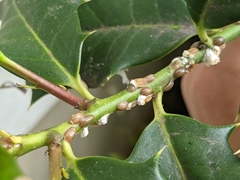 Pulvinaria floccifera