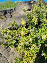 Gymnosporia nemorosa