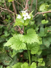 Alliaria petiolata