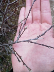 Cotoneaster scandinavicus