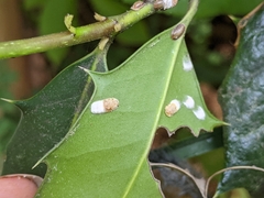 Pulvinaria floccifera