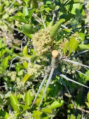 Gymnosporia nemorosa