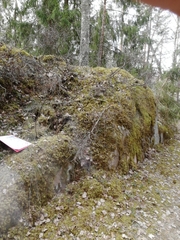 Cotoneaster scandinavicus