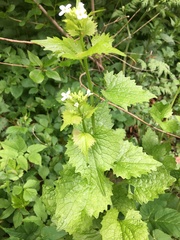 Alliaria petiolata