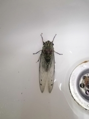 Orientopsaltria montivaga