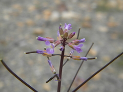 Boechera divaricarpa