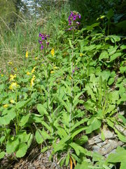 Boechera sparsiflora