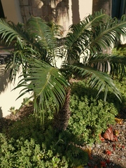 Cycas thouarsii