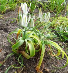 Albuca nelsonii