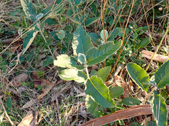 Olearia grandiflora