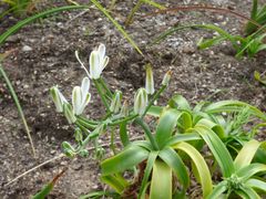 Albuca nelsonii