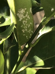 Aphis spiraecola