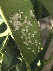 Aphis spiraecola