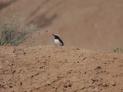 Oenanthe lugens persica