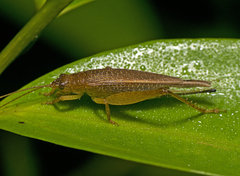 Aphonoides