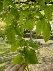 Carpinus betulus